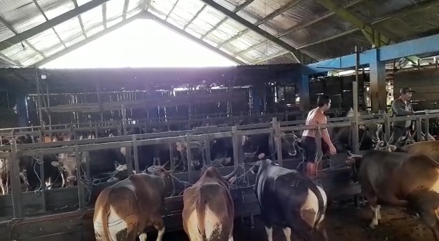 Stok Sapi Di Rph Capai Ratusan Datang Dari Bima Dan Kupang