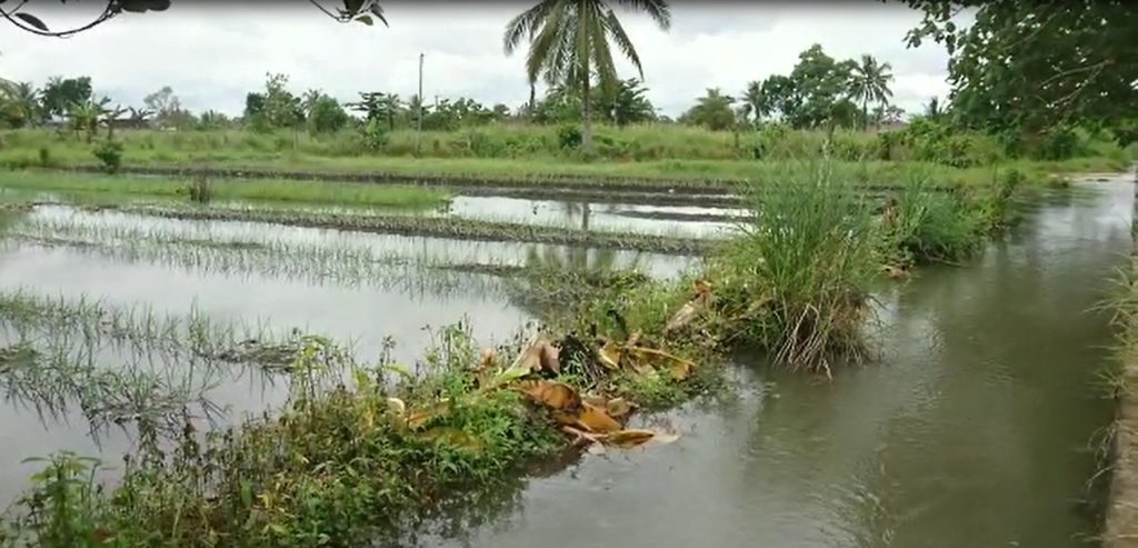 Puluhan Hektar Lahan Pertanian Terendam Banjir Di Liang Anggang