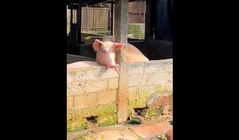 Ternak Babi di Kota Banjarbaru