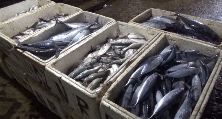 Stok Ikan Laut di Pelabuhan Banjar Raya aman