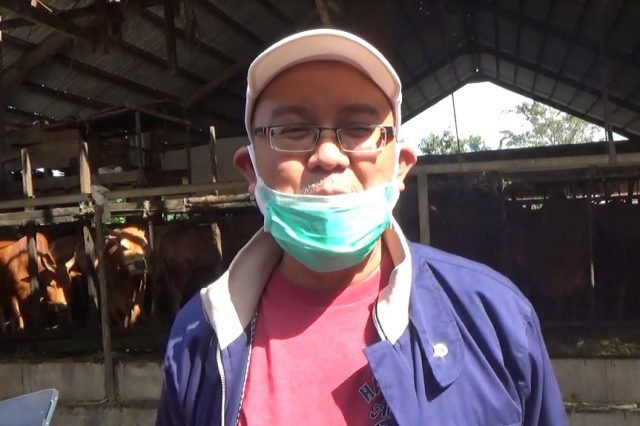 Budi Wijaya Juragan Sapi