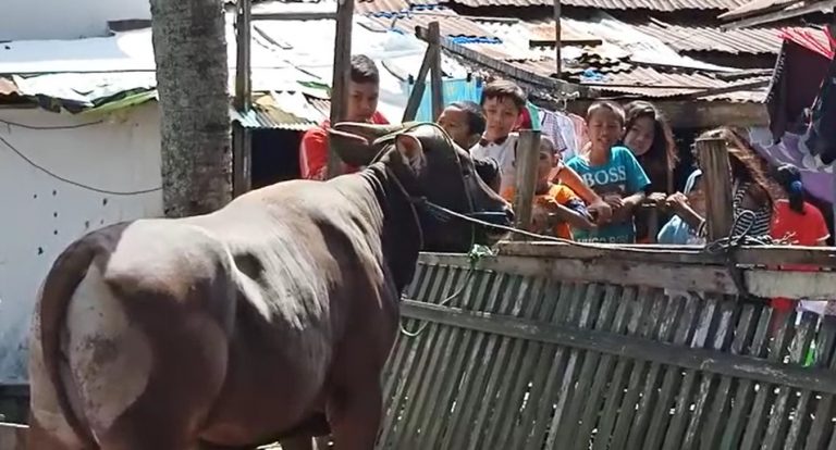 anak-anak senang melihat sapi kurban