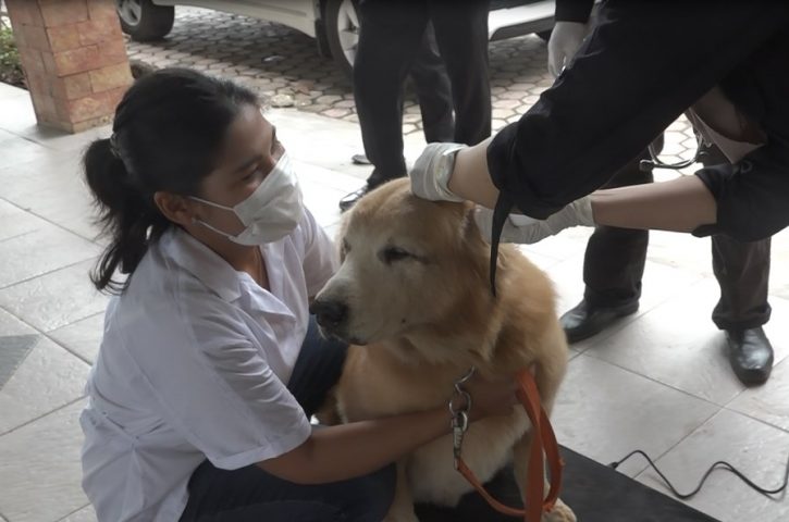Puluhan Anjing Pelacak Disuntik Vaksin Rabiesi