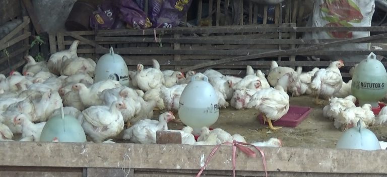 Warga Keluhkan Pedagang Ayam Potong