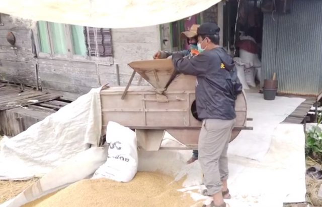 Paman Birin Ikut Membantu Warga menggumba Padi