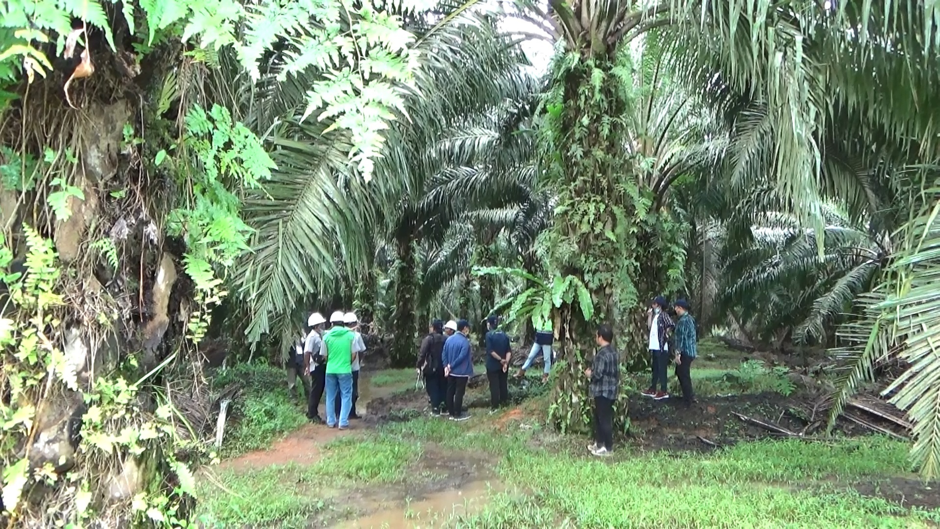 Keterangan Foto : Suasana Perkebunan Sawit di PT. PT. Citra Putra Kebun Asri (CPKA) di Jorong, Tanah Laut.