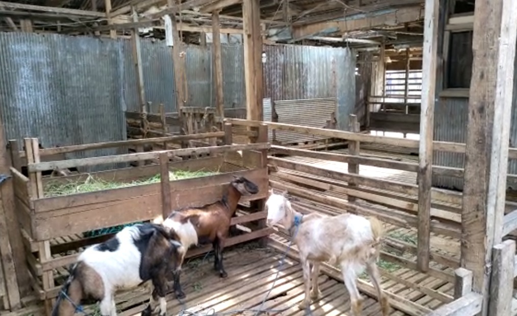 untung rugi ternak kambing - IMG 20220525 WA0024 1