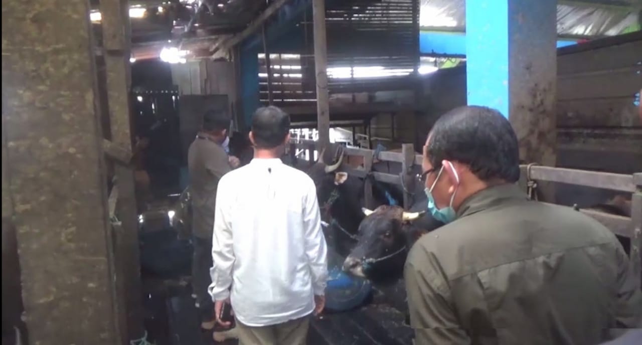 pemeriksaan langsung terhadap mulut sapi yang berada di Rumah Potong Hewan (RPH) Basirih