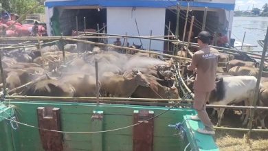 penyemprotan cairan disinfektan kepada sapi yang baru datang di Pelabuhan Basirih Banjarmasin