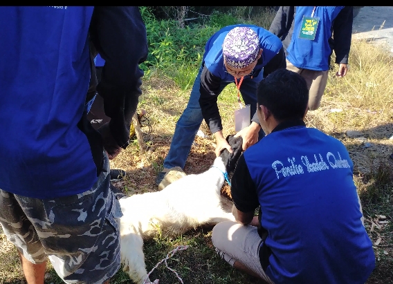 Proses Penyembelihan 1 Ekor Kambing