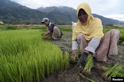 Indonesia Terima Penghargaan Swasembada Beras