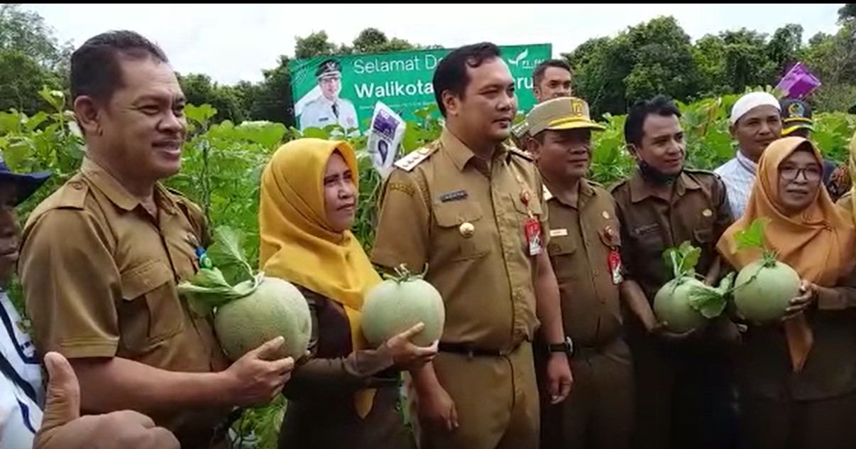 Walikota Banjarbaru Sambangi Perkebunan Melon Warga
