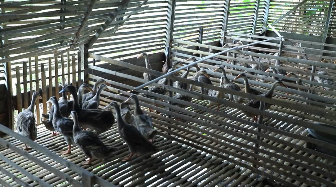 200 Unggas di HSU dinyatakan positif flu burung