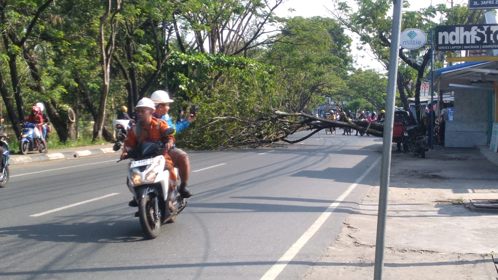 sebuah pohon tua tumbang akibat terseret truk fuso