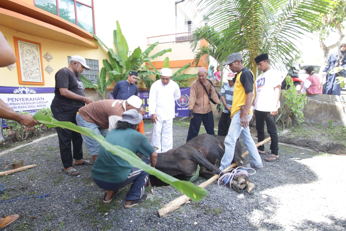 Penyembelihan hewan kurban ini dilakukan di Sekretariat atau Gedung PWI Provinsi Kalsel