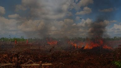 sejak kemarau, kebakaran lahan terjadi di Kalimantan Selatan