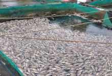 ratusan ikan mati di Karang Intan, rugikan petani ikan