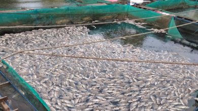 ratusan ikan mati di Karang Intan, rugikan petani ikan