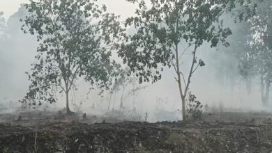 kebakaran hutan dan lahan di Landasan Ulin