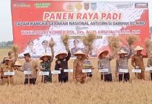 Gubernur Kalimantan Selatan, Sahbirin Noor, melakukan panen raya padi dan tanam ulang padi