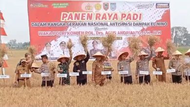 Gubernur Kalimantan Selatan, Sahbirin Noor, melakukan panen raya padi dan tanam ulang padi