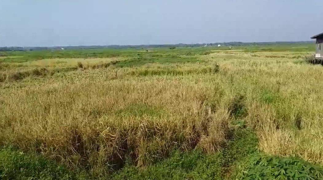 kondisi tanah di persawahan kabupaten banjar, kering akibat fenomena alam El Nino