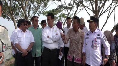 Lahan rawa padi dan optimasi lahan di Desa Padang, dikunjungi oleh Menteri Pertanian Andi Amran Sulaiman