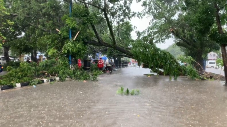 Pohon tumbang pasca hujan deras dan angin kencang di Jl A. Yani, Martapura