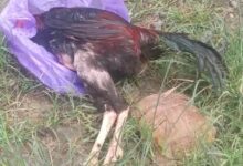 Ternak ayam milik Siti Jumaroh, tiba-tiba mati mendadak dalam beberapa hari terakhir