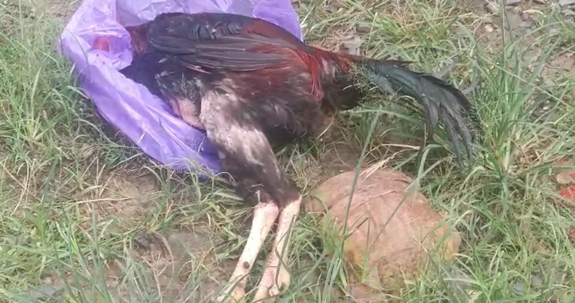 Ternak ayam milik Siti Jumaroh, tiba-tiba mati mendadak dalam beberapa hari terakhir