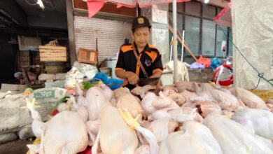 Harga Ayam Potong Naik