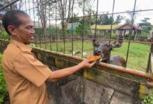 Pemko Banjarmasin Akan Revitalisasi Kebun Binatang Zahri Saleh