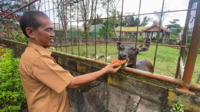 Pemko Banjarmasin Akan Revitalisasi Kebun Binatang Zahri Saleh