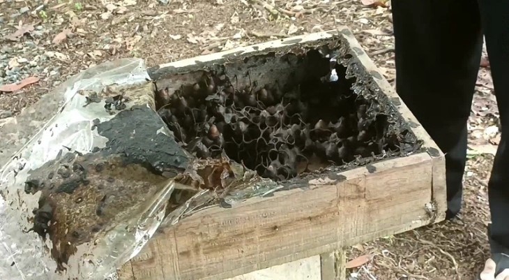 sarang lebah madu kelulut