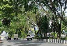 DLH Banjarmasin Gelontorkan Rp 100 Juta Per Tahun untuk Asuransi 7.000 Lebih Pohon