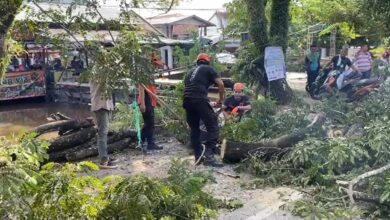 Sebuah pohon besar tumbang di kawasan Jalan Belitung Darat, Banjarmasin
