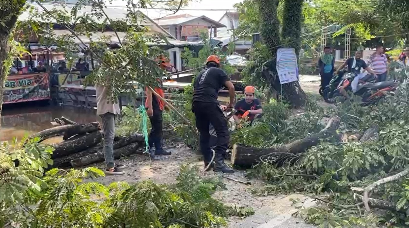 Sebuah pohon besar tumbang di kawasan Jalan Belitung Darat, Banjarmasin