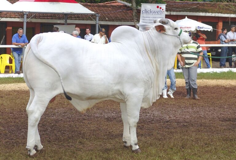 Sapi M Sapi Termahal di Dunia, Harganya Tembus Rp65,8 M