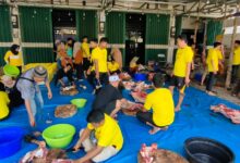 DPD Golkar Banjarmasin Salurkan 30 Ekor Sapi Kurban di Banjarmasin