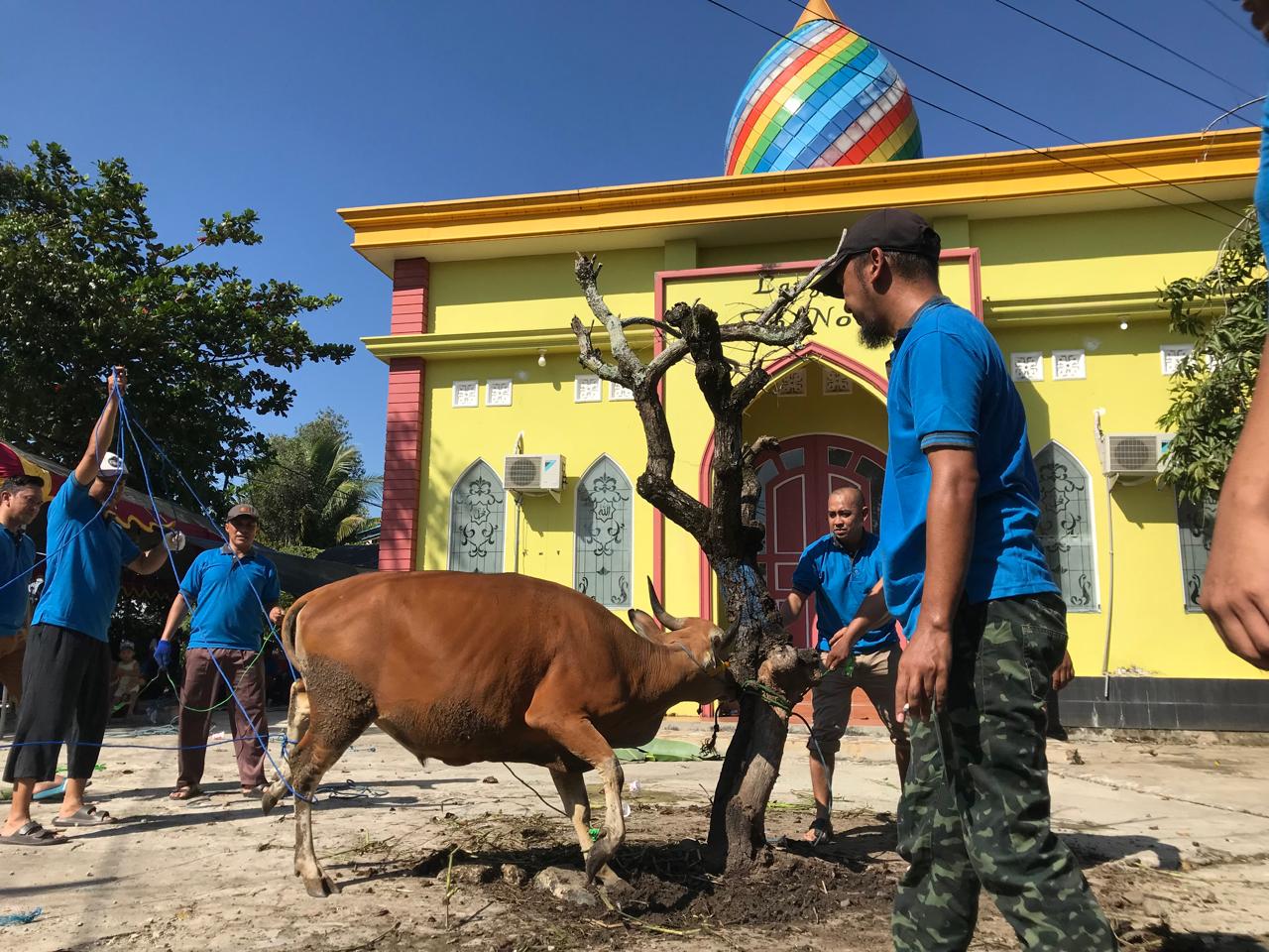 Proses penyembelihan hewan qurban