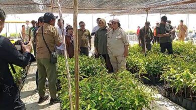 Menteri Kehutanan dan Lingkungan Hidup, Siti Nurbaya Bakar, mengunjungi Pusat Persemaian Liang Anggang Banjarbaru