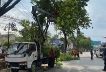 Pohon Tumbang Timpa Tiga Mobil di Jalan Pangeran Samudera, Kota Banjarmasin