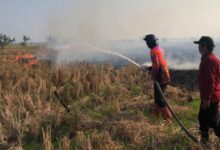 Sejumlah relawan pemadam kebakaran di Kecamatan Gambut dan Kota Banjarbaru melakukan pemadaman kebakaran lahan pertanian