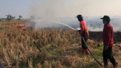 Sejumlah relawan pemadam kebakaran di Kecamatan Gambut dan Kota Banjarbaru melakukan pemadaman kebakaran lahan pertanian