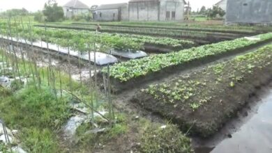 Tanaman Sayuran di Landasan Ulin Gagal Panen Akibat Banjir