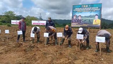 Kapolda Kalsel dan Rektor ULM Tanam Rumput Untuk Ternak Sapi