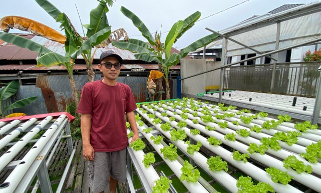 Akhmad Fujiyanto Sukses Budidaya Hidroponik dengan Pupuk Organik Cair