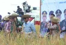 Yamin Ikut Panen Raya