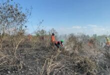 Tahun 2025, Kejadian Karhutla Turun