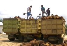 investasi sawit di kalsel